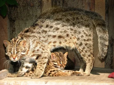 Дневной день низ Домашний питомец леопардовый кот чистокровный живой кот  леопардовый кот Z