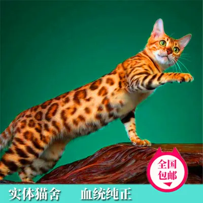 Азиатская леопардовая кошка - картинки и фото koshka.top