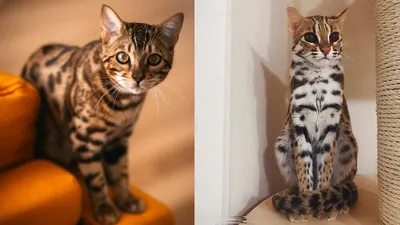 Бенгальская кошка: характер породы леопардового кота | Блог зоомагазина  Zootovary.com