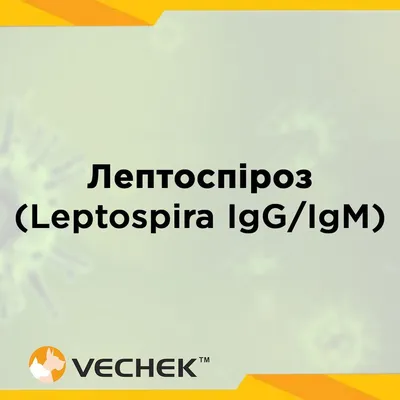 Лептоспироз у собак - Часто задаваемые вопросы и советы для владельцев собак