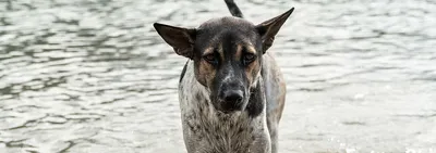 В Геленджике ввели карантин по лептоспирозу собак - Общество - Новости  Кубань-информ