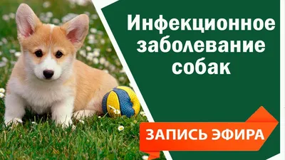 Лептоспироз у собак и кошек Мир хвостатых - журнал о домашних питомцах.