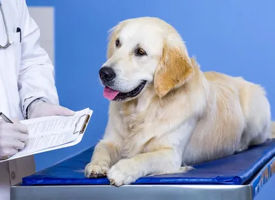 Рекомендации по профилактике лептоспироза собак от специалистов клиники  КардиоВет