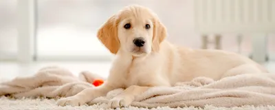 В Днепре зарегистрировали случай лептоспироза у собаки. Новости Днепра