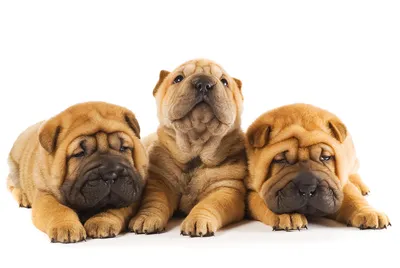 Лептоспироз у щенков: симптомы, лечение, профилактика лептоспироза у собак  | Royal Canin