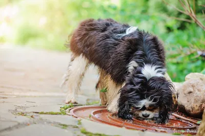 Ветеринары всего мира бьют тревогу: резко активизировался лептоспироз у  собак | ZOO CHANNEL | Дзен