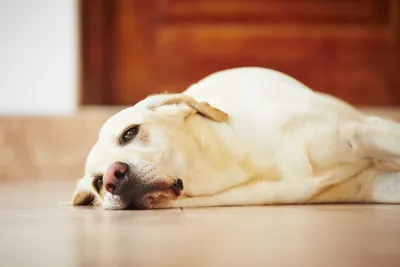 Лишай у собак 🐶 – виды, симптомы и признаки заражения питомца