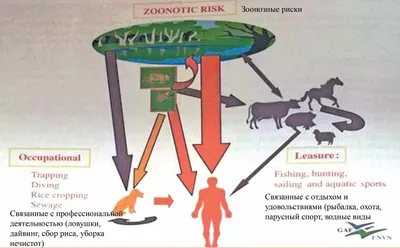 Почему у собаки внезапно отказывают и отнимаются задние лапы