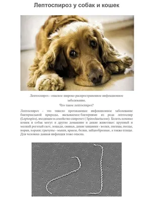 Лептоспироз у собак - симптомы и лечение