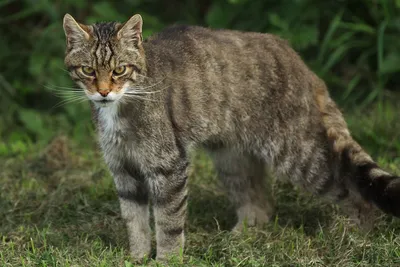 Дикий лесной кот: Ненавидит людей, убивает оленей | Пикабу