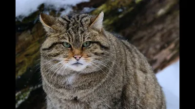 Кавказский лесной кот - YouTube