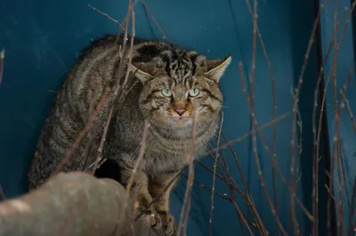 Живет в дуплах и отлично плавает – под Анапой можно встретить  краснокнижного кавказского лесного кота