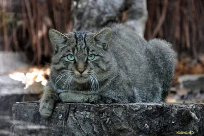 Лесной кот обнаружен в Беларуси впервые за 90 лет. Комментируют эксперты