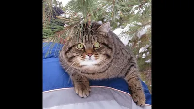 Кот дикий лесной кот реалистично …» — создано в Шедевруме