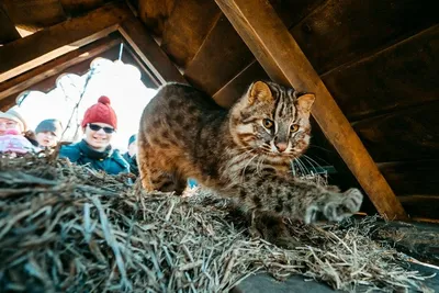 В чешских лесах возобновляется популяция дикой кошки | Radio Prague  International