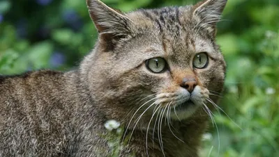 К людям за едой вышел лесной кот, которых в Украине осталось не больше 400  (видео)