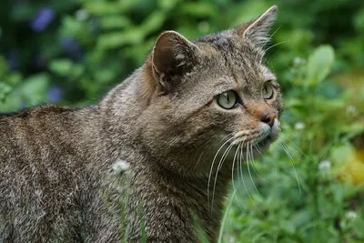 🐱Чем дикие лесные кошки отличаются от домашних | Нос, хвост, лапы | Дзен