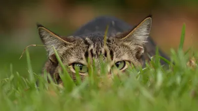 Дикие кошки: Европейская дикая лесная кошка (Felis silvestris) » uCrazy.ru  - Источник Хорошего Настроения