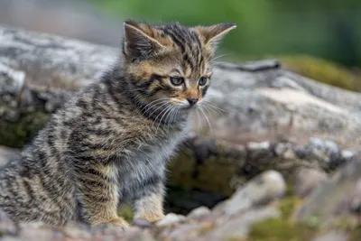 Норвежская лесная кошка, фото, дикий норвежский кот на картинках и  фотографиях | Кошки - кто они?