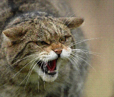 Картина на холсте \"Дикий кот, лесной кот, хищник\" 120x90 см. с алюминиевым  подвесом, в тубусе - купить по низкой цене в интернет-магазине OZON  (494022124)
