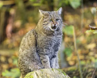 Дикий лесной кот: ненавидит людей, убивает оленей — Никогда не унываю