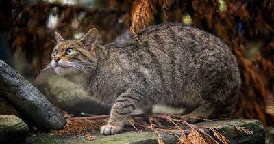 Котята лесного кота | Пикабу