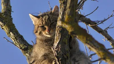 Дикий лесной кот: ненавидит людей, убивает оленей — Никогда не унываю