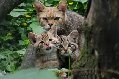Дикий лесной кот. Фотограф Логунов Максим