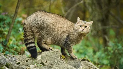 Лесной кот фото 