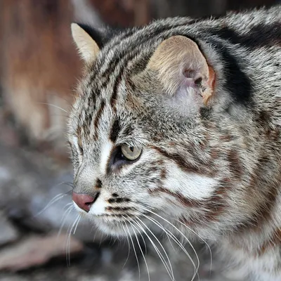 Амурский или дальневосточный лесной кот