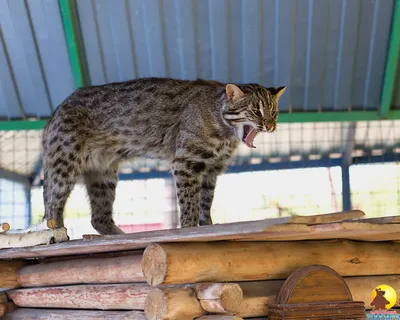 Самый пушистый дикий кот впервые попался в фотоловушку в заказнике  «Позарым» - «Экология России»