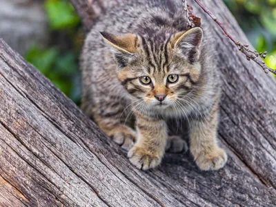 Дикий лесной кот на охоте» — создано в Шедевруме