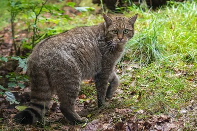 Европейский лесной кот - 68 фото