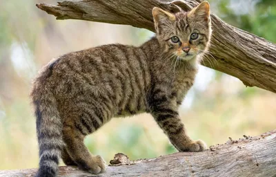 Европейский лесной кот - животное уходящего 2020 года в Швейцарии! | Пикабу