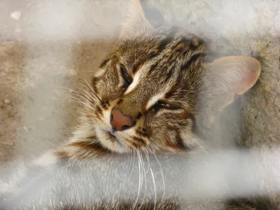 Лесной кот в Карпатах попал на видео | Новости РБК Украина