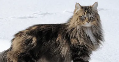 30 Фактов О Норвежской Лесной Кошке