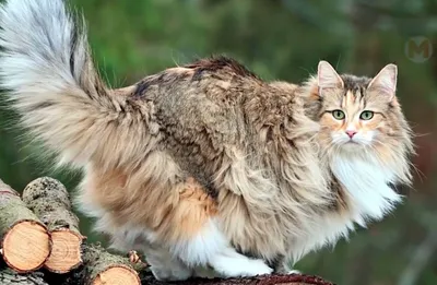 Видео: Норвежский лесной кот и другие необыкновенные породы кошачьих