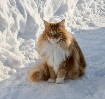 Норвежский лесной кот в зимнем лесу…» — создано в Шедевруме