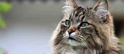 Характеристика норвежской лесной породы кошек, стандарты, вес, размеры кота  | Кошки - кто они?