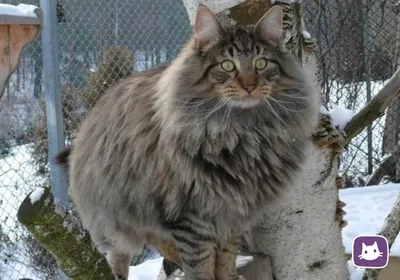 Лесные коты: норвежский, кавказский, амурский