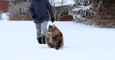 Норвежская лесная кошка: описание породы, характера, поведения