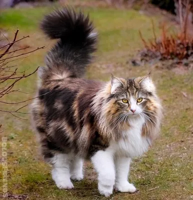 Норвежский лесной кот дымчатый - картинки и фото koshka.top