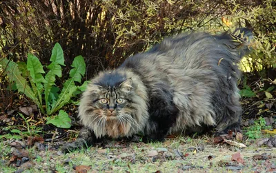 Норвежская лесная кошка 🐈 фото, характер. История и описание породы, уход,  цена