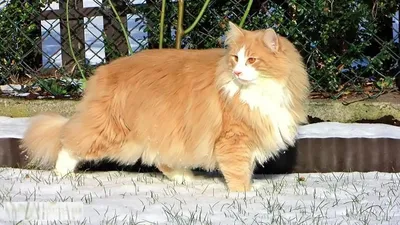 Норвежская лесная кошка: описание породы с фото — Pet-Mir.ru