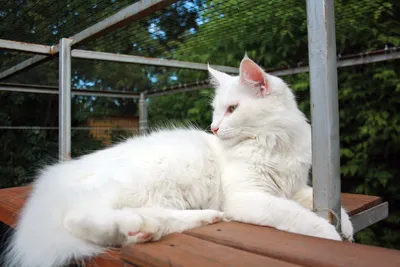 Белый норвежский лесной кот, …» — создано в Шедевруме