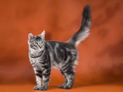 Норвежская лесная кошка - все о кошке, 4 минуса и 7 плюсов породы