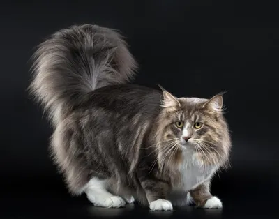 Норвежская лесная кошка: фото, харакетр, котята, описание породы | Блог  зоомагазина Zootovary.com
