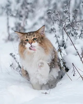 Отдам лесного норвежского кота – купить в Москве, бесплатно, продано 30  марта 2019 – Кошки