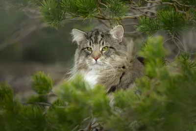 Норвежская лесная кошка - фото и описание (характер, уход и кормление)