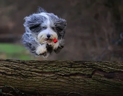 Полосатая собака, летающая по воздуху из Теннесси Бриндл, ловит фрисби,  играющую за мясом Стоковое Изображение - изображение насчитывающей утро,  конкуренция: 160954675
